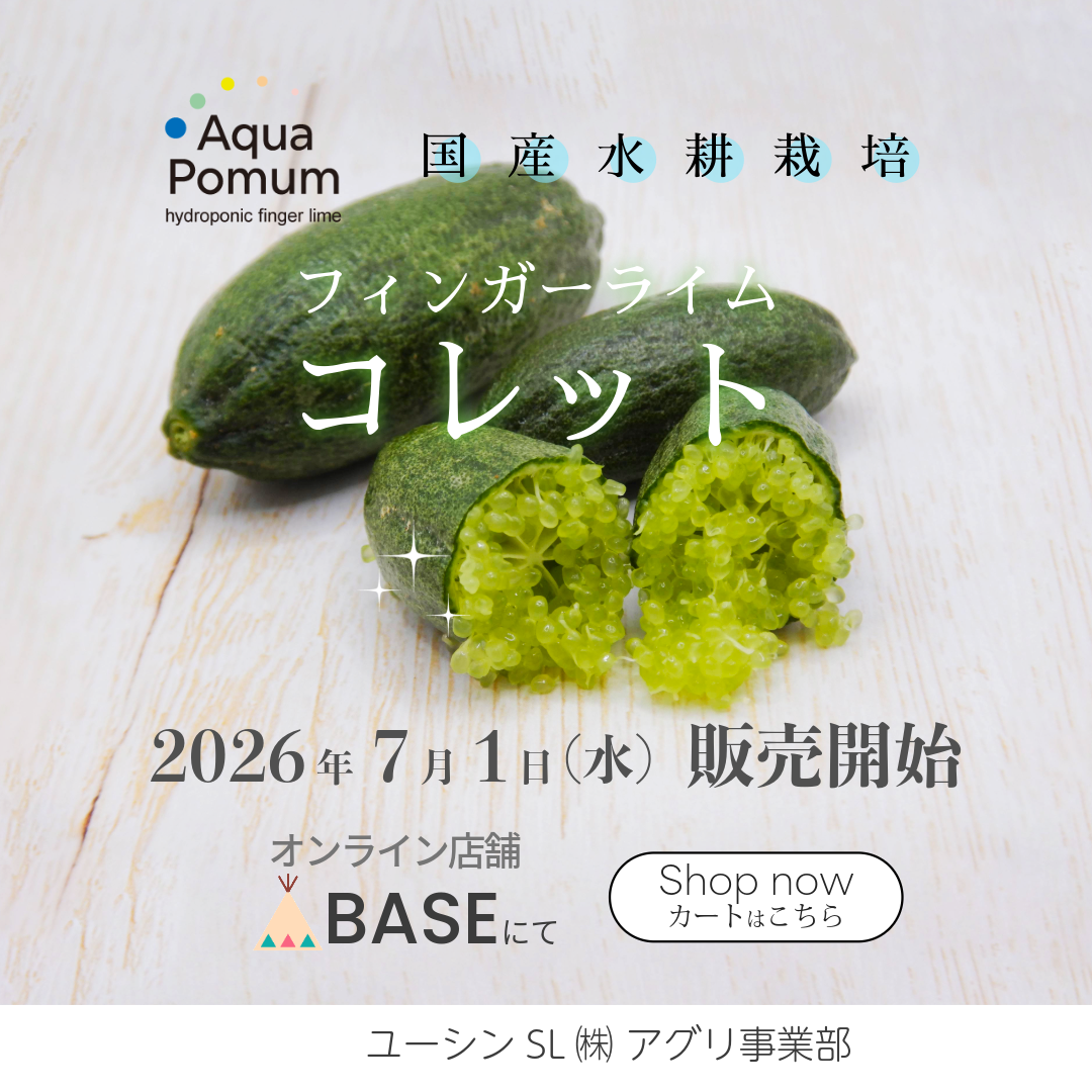 ７月１日よりフィンガーライム【コレット】販売開始です。